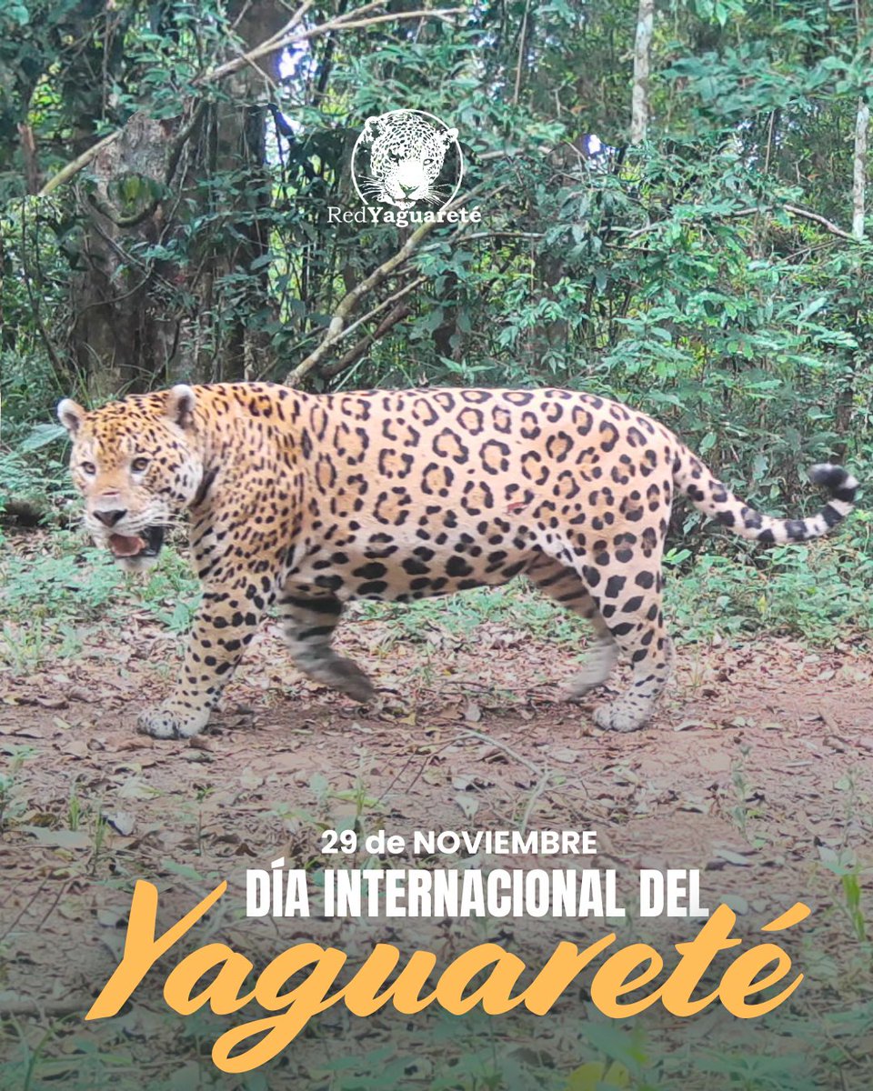 "𝗗Í𝗔  𝗜𝗡𝗧𝗘𝗥𝗡𝗔𝗖𝗜𝗢𝗡𝗔𝗟 𝗗𝗘𝗟 𝗬𝗔𝗚𝗨𝗔𝗥𝗘𝗧É"
𝟮𝟵 𝗱𝗲 𝗻𝗼𝘃𝗶𝗲𝗺𝗯𝗿𝗲

Lo hacemos todos los días pero hoy, en este día especialmente dedicado a nuestros Manchados, te arengamos a que te involucres y seas parte activa de su conservación, para que vuelvan al
