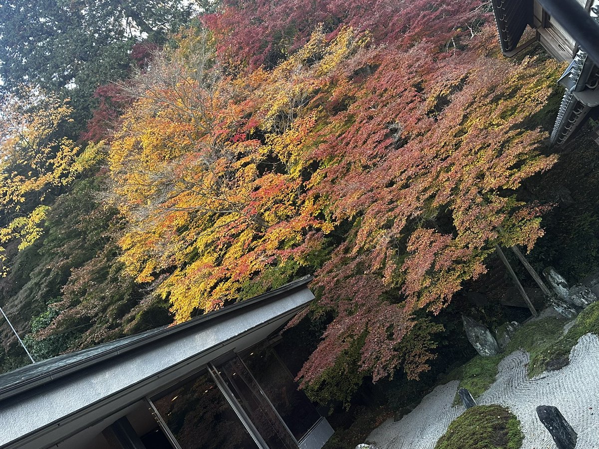 本日の庭園🍁

昨日でだいぶ散ったなぁ(´・ω・｀)

その代わり、普段非公開の妙応殿の仙山庭を特別公開致します☝️
11月29日.30日限定公開です🍁

皆様のお越しお待ちしております(*^^*)

 #泉涌寺 
 #紅葉 
 #京都