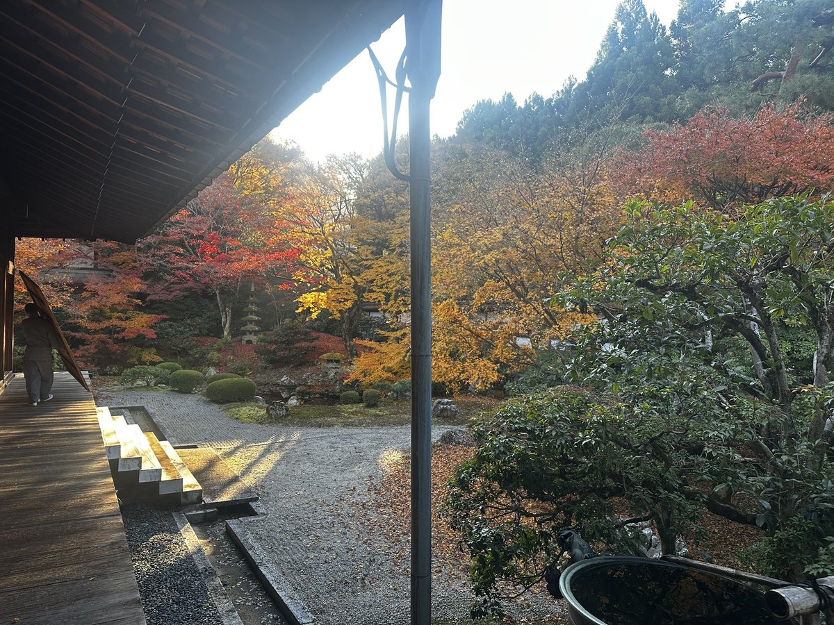 Mitera1003's tweet photo. 本日の庭園🍁

昨日でだいぶ散ったなぁ(´・ω・｀)

その代わり、普段非公開の妙応殿の仙山庭を特別公開致します☝️
11月29日.30日限定公開です🍁

皆様のお越しお待ちしております(*^^*)

 #泉涌寺 
 #紅葉 
 #京都 https://t.co/6kAbvlBi8F