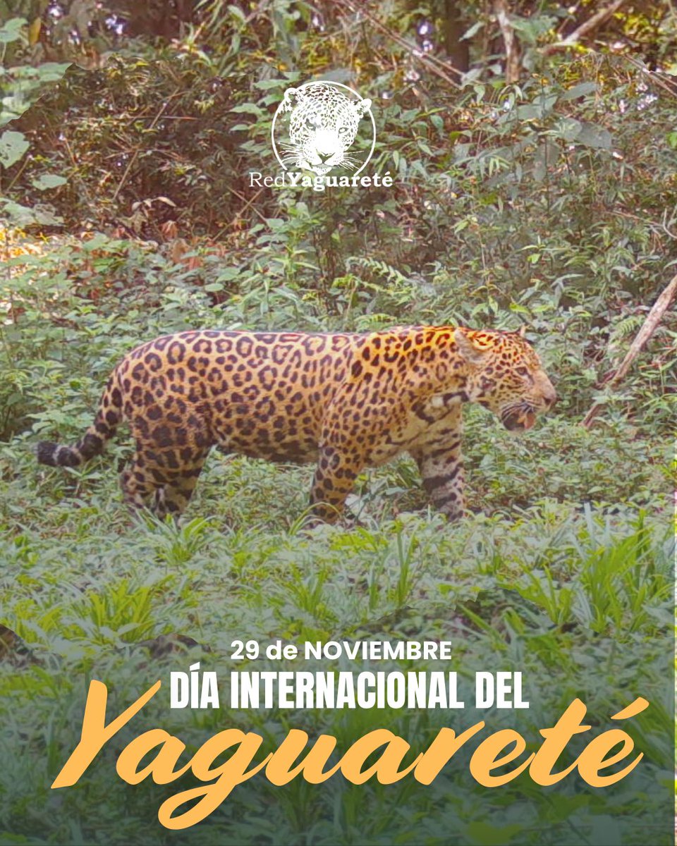 "𝗗Í𝗔  𝗜𝗡𝗧𝗘𝗥𝗡𝗔𝗖𝗜𝗢𝗡𝗔𝗟 𝗗𝗘𝗟 𝗬𝗔𝗚𝗨𝗔𝗥𝗘𝗧É"
𝟮𝟵 𝗱𝗲 𝗻𝗼𝘃𝗶𝗲𝗺𝗯𝗿𝗲

Lo hacemos todos los días pero hoy, en este día especialmente dedicado a nuestros Manchados, te arengamos a que te involucres y seas parte activa de su conservación, para que vuelvan al