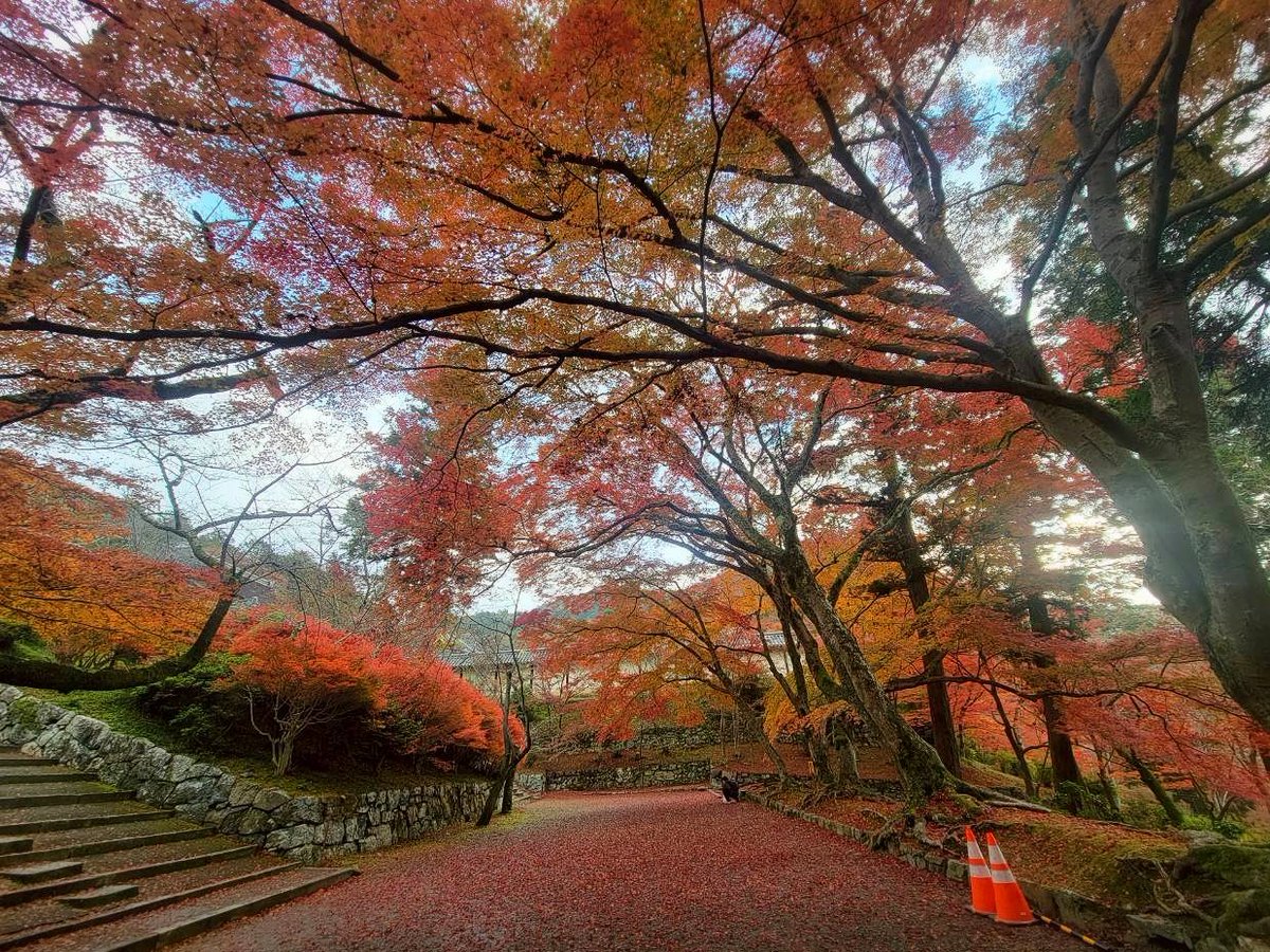 2025/11/29 境内一帯、秋色です。 （写真は昨日と本日） #毘沙門堂