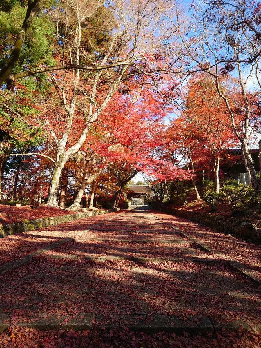 bisyamondo's tweet photo. 2025/11/29
境内一帯、秋色です。
（写真は昨日と本日）

#毘沙門堂 #毘沙門堂門跡 #京都 #山科 #朱印 #天台宗 #毘沙門天 #晩翠園 #弁天堂 #勅使坂 #仁王門 #宸殿 #霊殿 #本堂 #鐘楼 #経蔵 #紅葉 #もみじ #モミジ #ドウダンツツジ #満天星 #いろはもみじ #イロハモミジ #カエデ #敷紅葉 #紅葉の絨毯 https://t.co/DIxaQVUI70