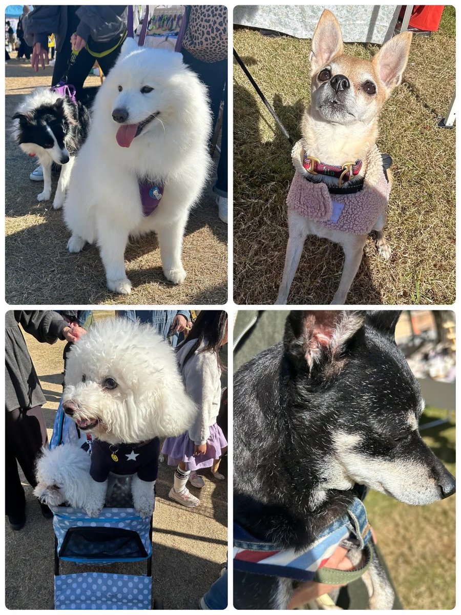 アメブロを投稿しました。
『vol.8犬と猫のしあわせの集い ありがとう♥️ございました』
#アメブロ #4コマ漫画
 ameblo.jp/anisupokochike…