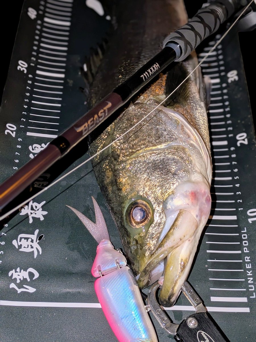 sumida_hunter's tweet photo. サッパ多とイナッコ少の混合🐟フードナットに亀裂が入りリールシートとEVAグリップを交換🪚fujiのTCSは魚掛けた時にしっかりホールド出来る🎣エバグリのフィッシュグリップもスムーズでいい👍
#AbuGarcia
#BEAST
#DRT
#TiNYKLASH
#lunkerpool https://t.co/ONXT0UnPtY