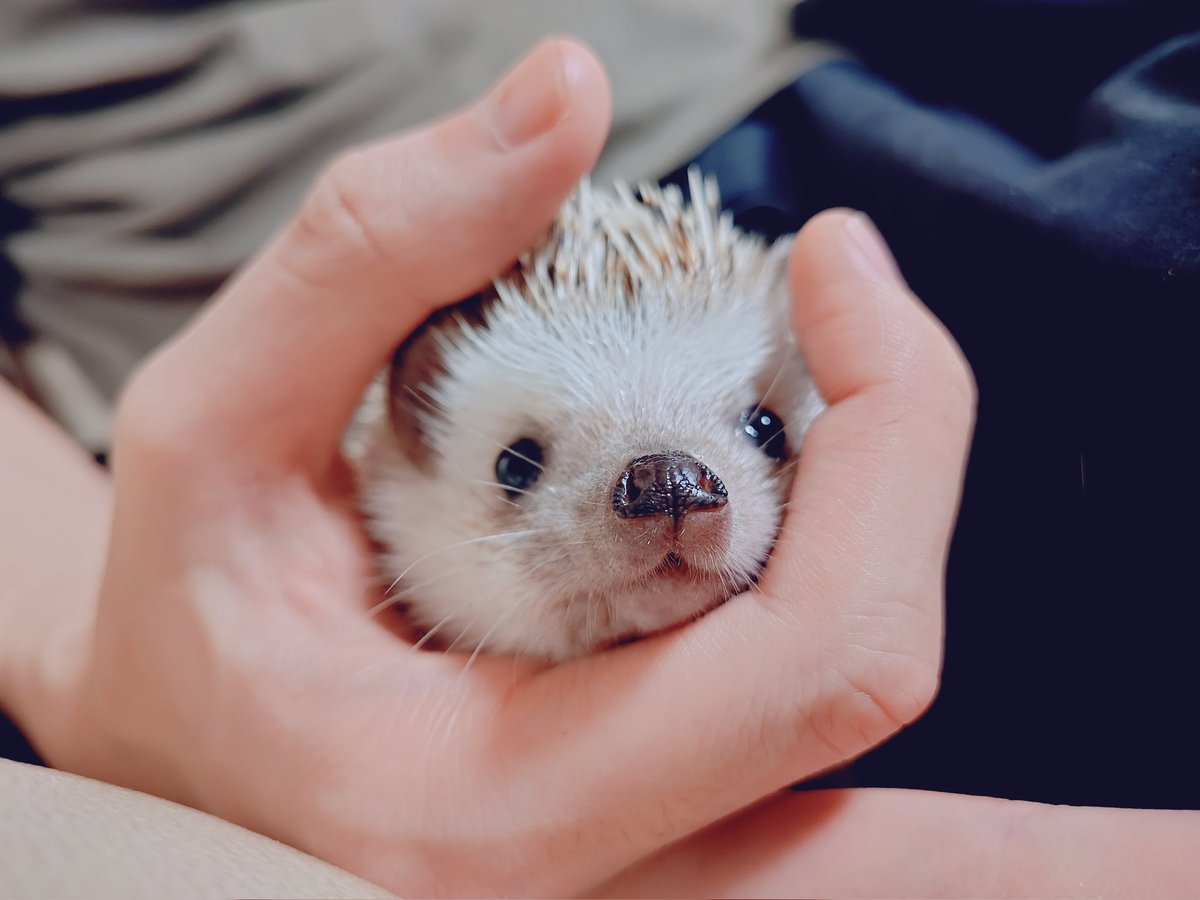 Hanami (@hanami0620) / Posts / X