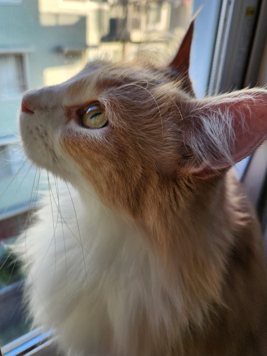 おはようございます☀
気持ちいい週末の朝、サイコー✨⤴️
#土アップ祭 
#メインクーン #猫のいる暮らし #猫好きさんと繋がりたい