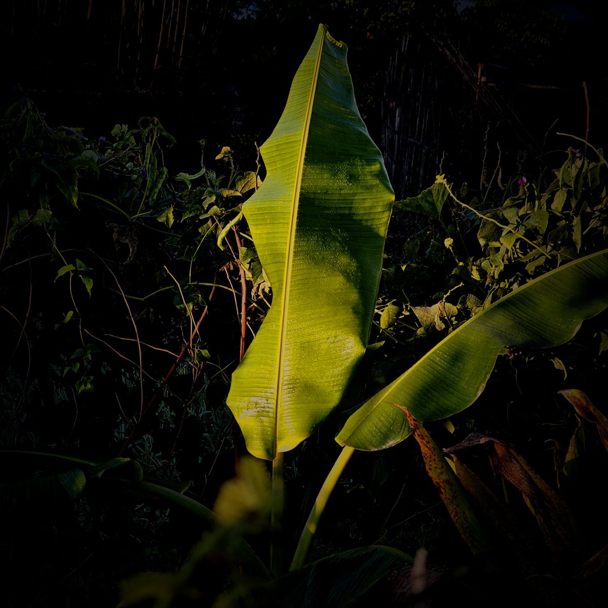 SachinAcharya's tweet image. Good day🌞
Dew-kissed beauty✨️

#NaturePhotography #photography #PhotographyIsArt #StormHour #ThePhotoHour #withGalaxy #ShotOnSnapdragon

@ThePhotoHour @StormHour @AP_Magazine @vsco @8ntmuch @chriz31_07 @eva_joy1 @MarcM65466 @Vyenky_Khatao @Valgone_photo @lizaphoto20 @Entroprox