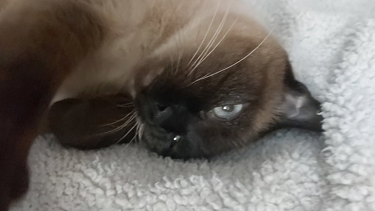 In genere i possessori di gatti sono convinti di avere il gatto più bello del mondo, e la cosa strana è che hanno ragione.

Fabrizio Caramagna