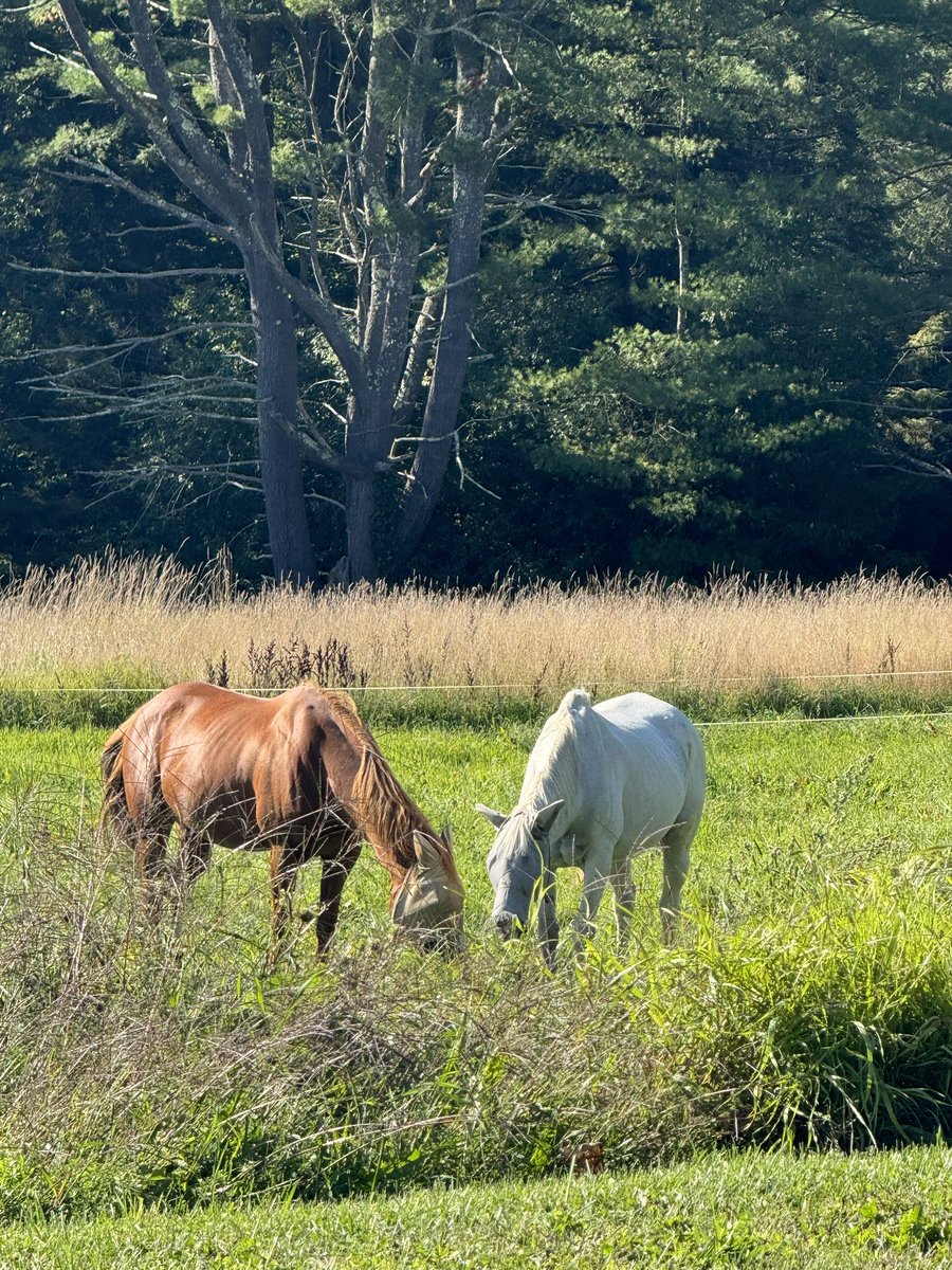 SaratogaGoose's tweet image. I’m very sad. Soul’s paddock buddy took ill and had to be put to rest today. He was a sweet pal and I feel terribly for his humans who loved him and his horse friends who spent their days with him. 🤍