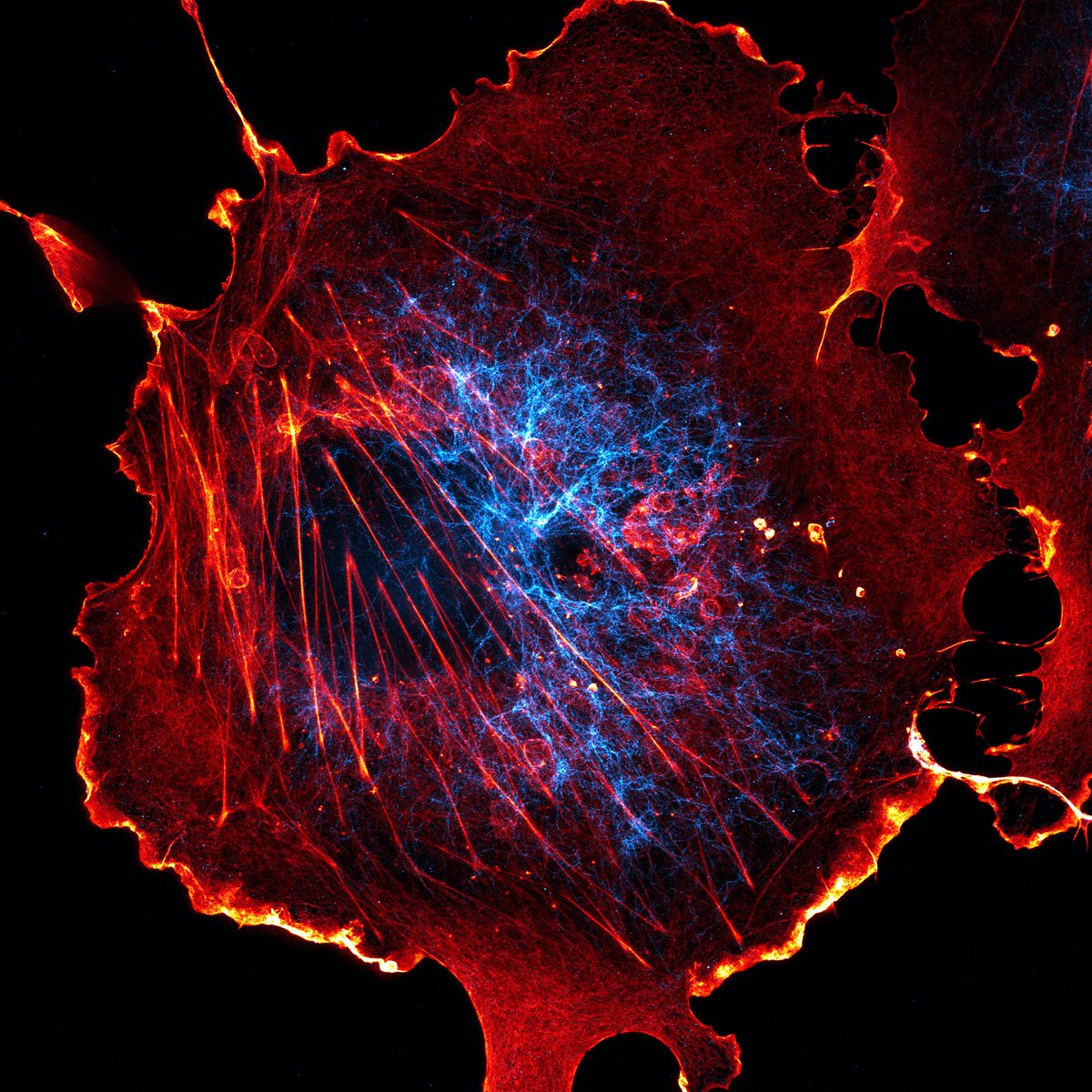 stephan_till's tweet image. Our  M. Sc. students had their first encounter with STED microscopy this week — and  captured some stunning  super-resolution images🔬