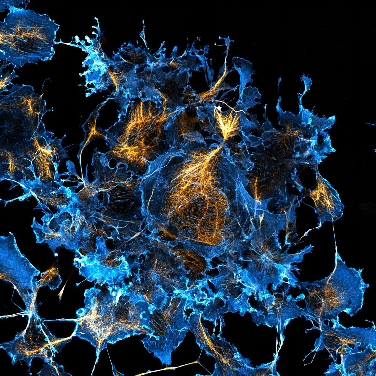 stephan_till's tweet image. Our  M. Sc. students had their first encounter with STED microscopy this week — and  captured some stunning  super-resolution images🔬