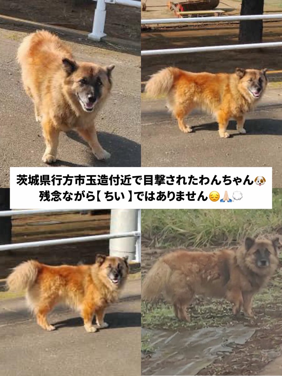 ちい🆘茨城県小美玉市田木谷 迷子犬を探しています tweet media
