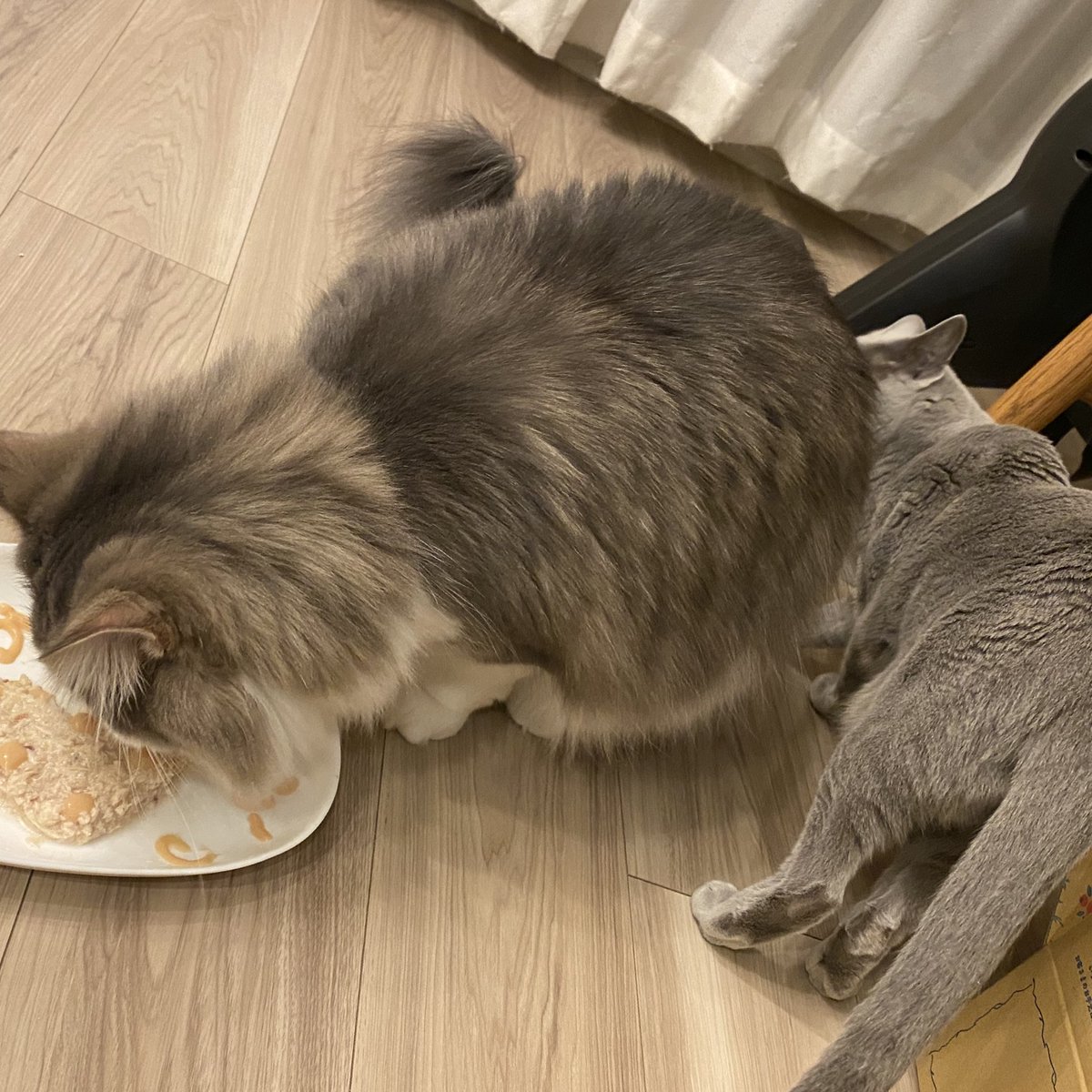Uki_ymmd's tweet photo. 11/28
おかきおたおめ🎂
3歳になりました🐣 https://t.co/c3DmMZybQf