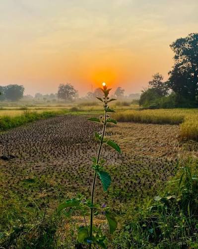 riskyyadav410's tweet image. फूल किसी शोर से नहीं खिलते…
बस थोड़ी रोशनी, थोड़ी उम्मीद
और बहुत-सा विश्वास चाहिए।🌺

Good Morning X Mates 🌞