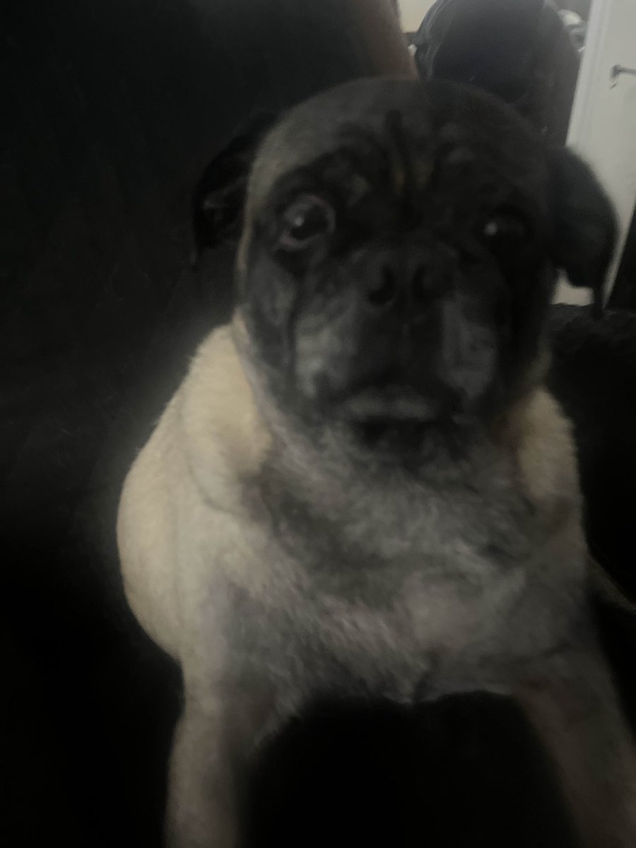 beetleplex43177's tweet image. Tried to take a picture of my dog sleeping but i tripped and scared him so i got this instead