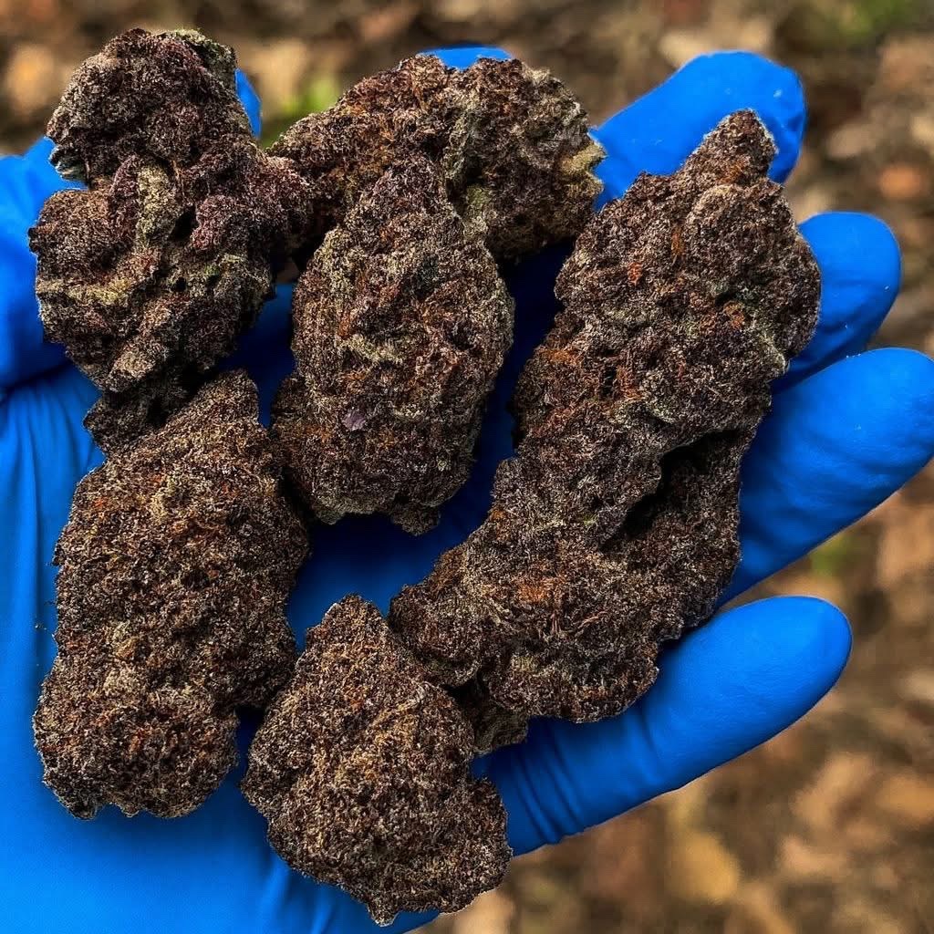 e17752's tweet image. What strain is this?