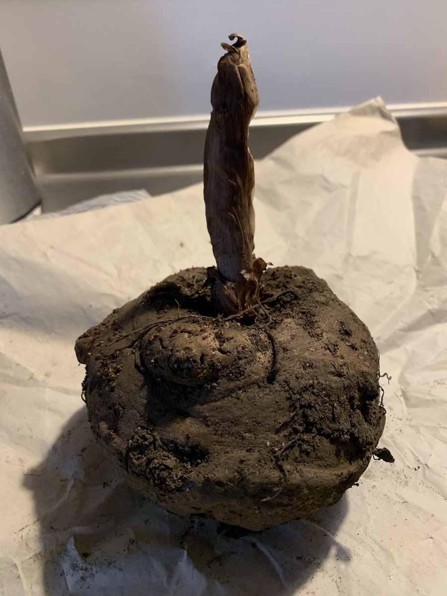 umikkote's tweet photo. 今年初めて作った蒟蒻芋から蒟蒻を作ります！
茹でて潰して混ぜたところで、出掛ける用事があるので中断。
ここで中断しても大丈夫なのかなぁ？
パン作りでもそうですが、時間の掛かる調理の場合、レシピに中断可能ポイントも書いて欲しい https://t.co/u26h1BQ88F