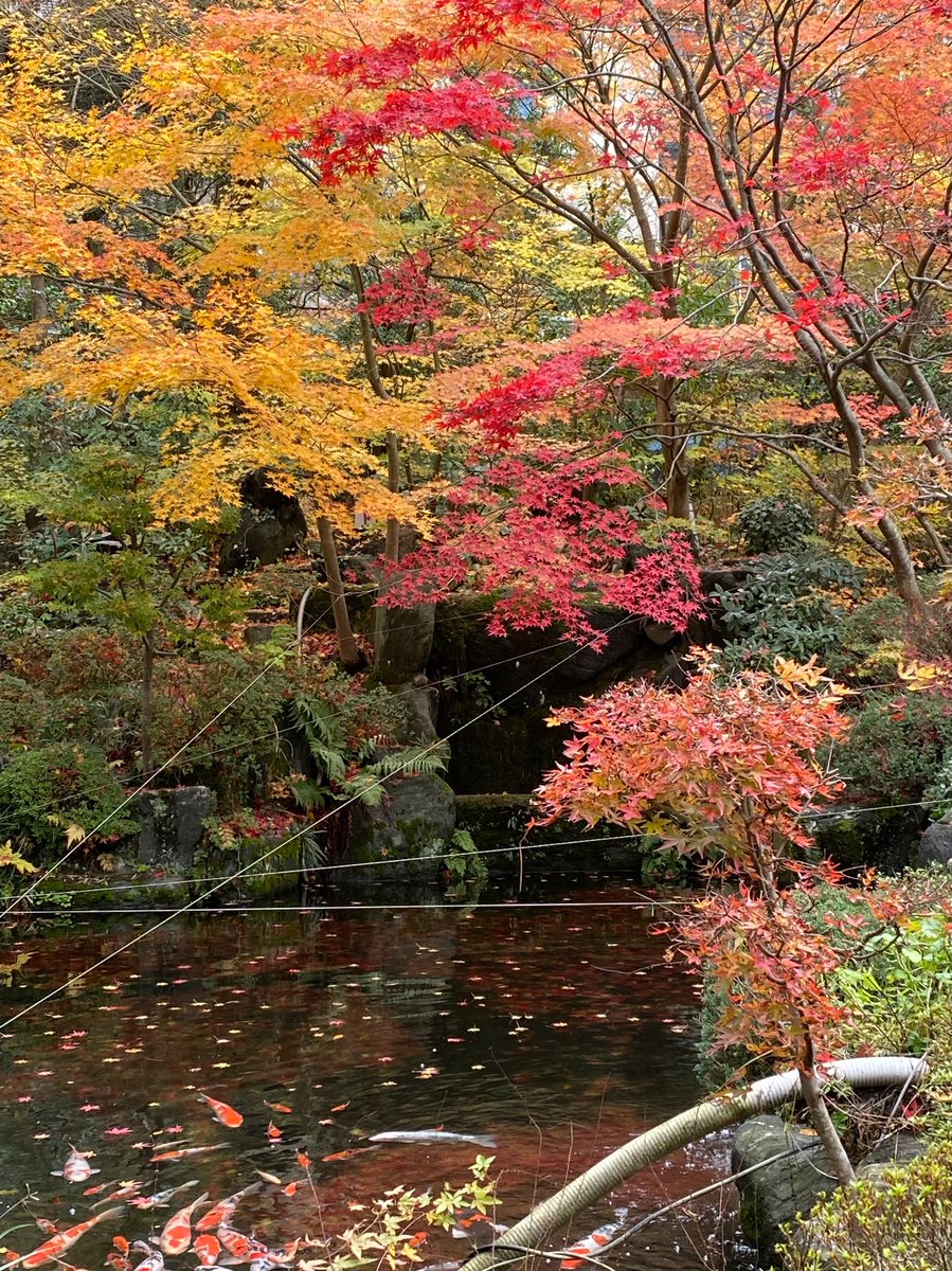 えんどう ゆき (@endoyuki1) / Posts / X