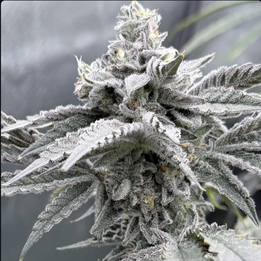 Oregon_bud's tweet photo. Zoda BX1.

A week before harvest. Smells like a Zkittlez lime lemonade. https://t.co/T4oWOGcDZa
