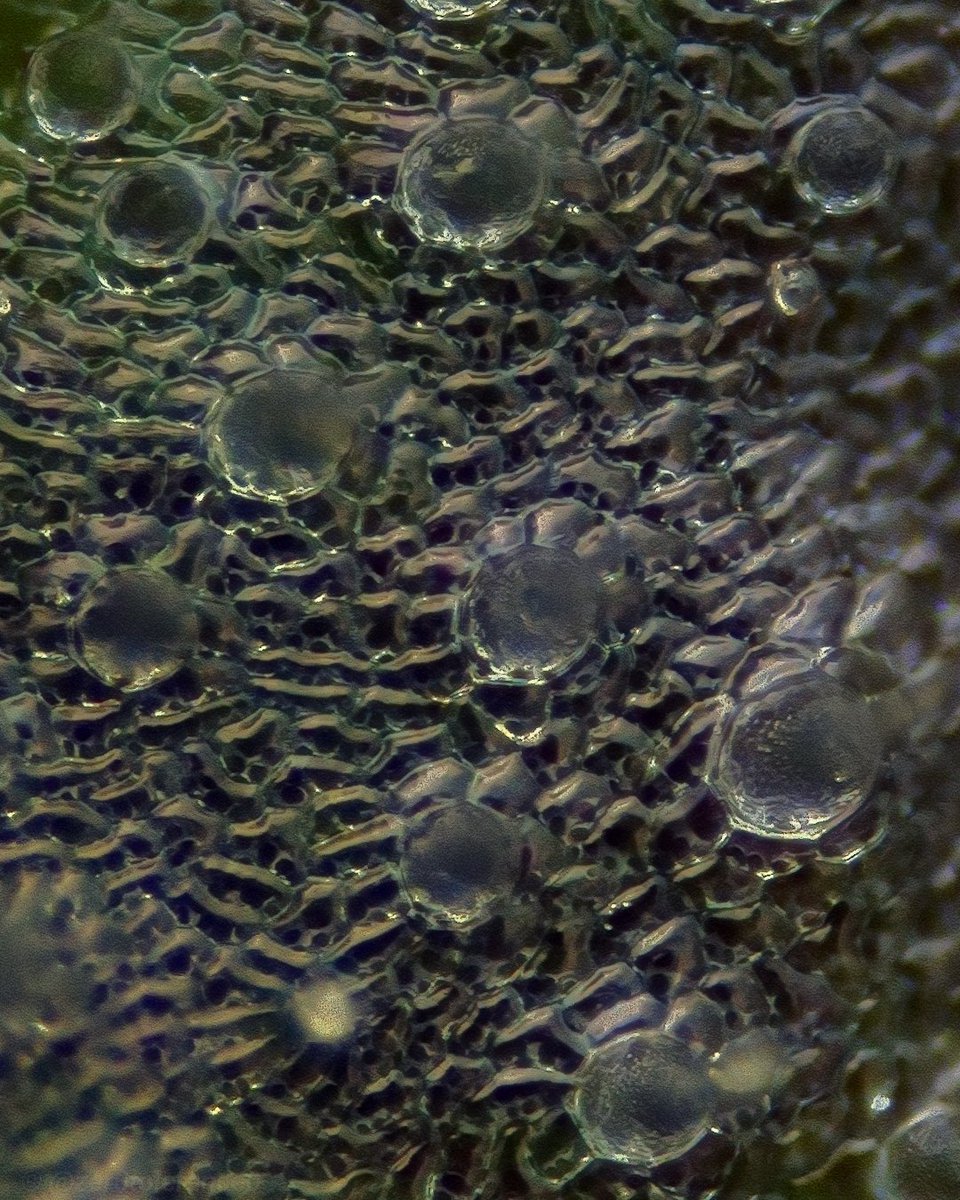 Currently, I can get resolution this deep <a href="/deepsearch420/">Deep Search Selections</a> (10x cropped here). When the 20x arrives, oh my.