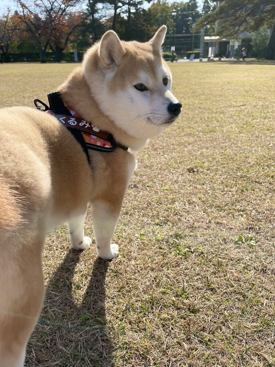 くまごろ (@kumagoro_J) / Posts / X