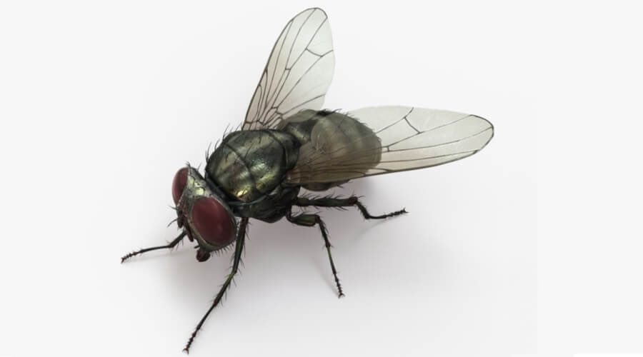 يصدر الذباب دائماً طنين عاليا ولصغر حجمه 🪰 يصبح طنينه بدون فائده 
مثال : ذبان المصلخ 🤣