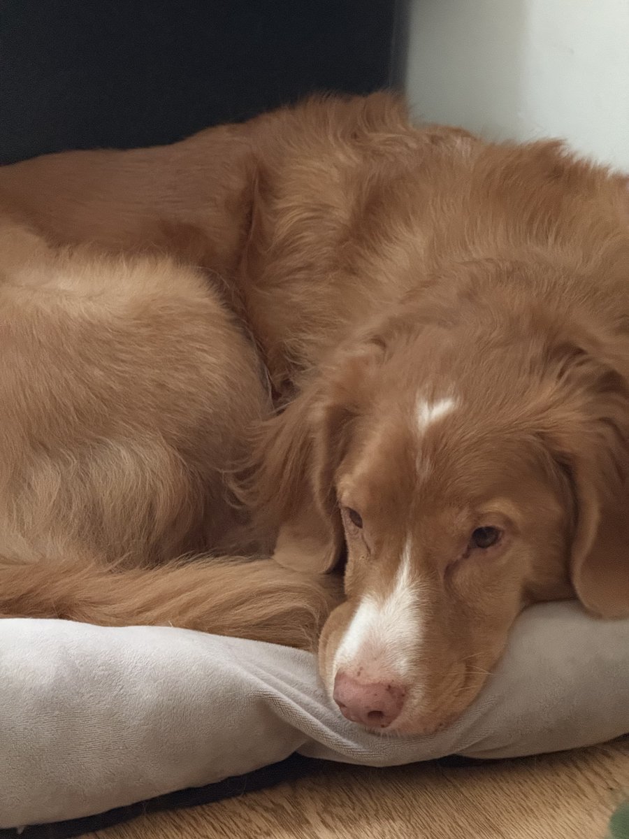 CoastCommsPA's tweet photo. In honour of Bolt's (belated) birthday, we want to spotlight the role he plays on our team as the Chief Security &amp; Culture Officer. A clear communicator and well-(media)-trained team member, Bolt keeps the office safe from backpacks and squirrels alike. (1/2) https://t.co/4Hy3A0VLyr