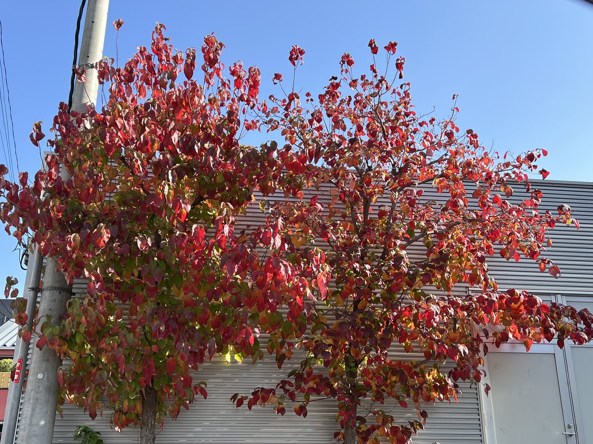 りん (@rin3694) / Posts / X