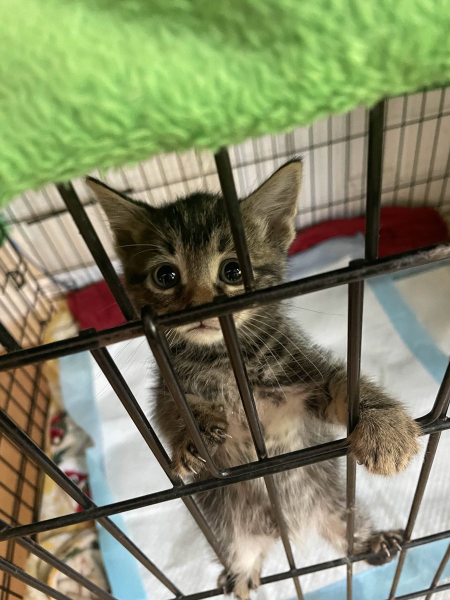 iwantedclosure's tweet image. 10 days till nova day —-
UPCOMING SPECIAL

ballgeniusnova finally turns 20