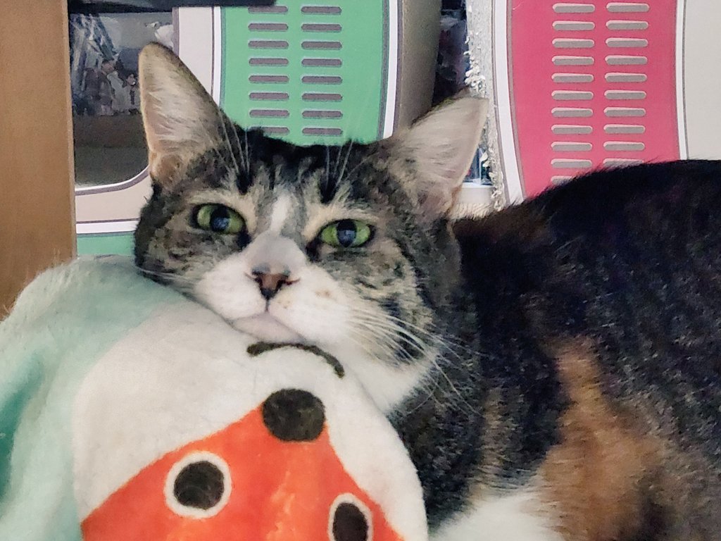 mogu_pero2's tweet image. 目だけきょろきょろ動かすのやめて🤣しゃくれてるし  #保護猫  #猫のいる暮らし