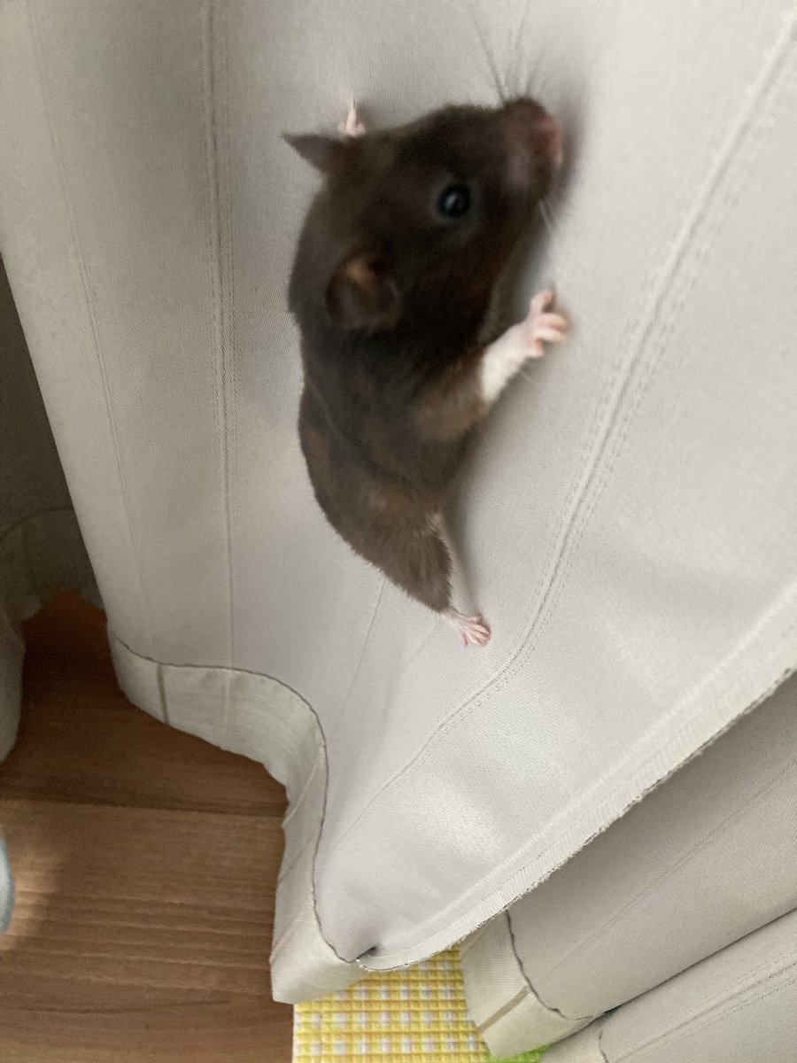 apiapitaro's tweet photo. のぼってるとこ！捕獲！ https://t.co/4IPLByk96U