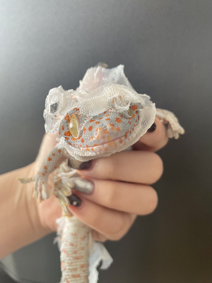 ほたる 🦋🫧🧊🪼⚗️💎🫐 【Powder Blue】 tweet media