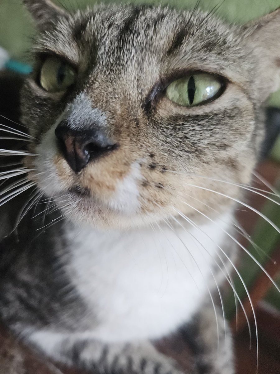 dcoderio's tweet image. Posso dar patê pra ela essa hora?