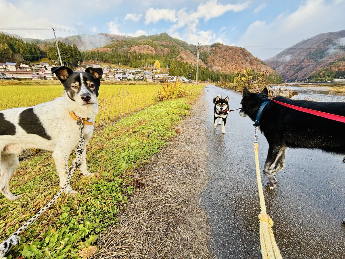 Post by 竹内一成 on X: お散歩！