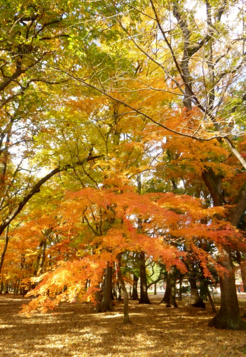 🍇 ゆゆまる ♋️ (@yuyumaru_718) / Posts / X