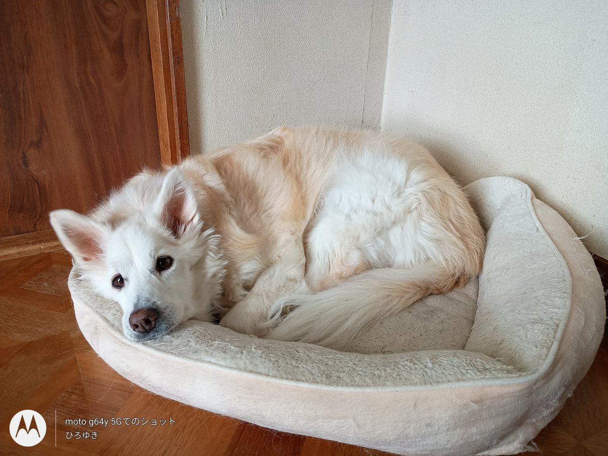 hiro_LC's tweet image. 近所の脱走した大型犬に噛まれたうちのワンコ。傷から感染症になりヤバかったけど落ち着いてきた。
事件の直後、大型犬飼い主が謝罪に来たけど、持ってきたジャーキーにカチンときて、怒鳴りあげた。
飼い主のチンピラオッサン「フル広島弁」で怒られたのは生まれて初めてだろうな
#北海道移住
#胆振