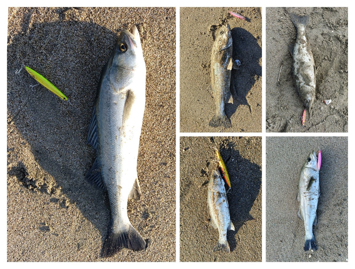 朝練#46終了、シーバス5✌
晴れ、横風、鳥有り。日の出前から頑張るが２時間近く反応無く、鳥山も去った後に群れが入りだした。50くらいのを５本ゲットしたけどバラしてるの入れたら10バイトくらい出たかも😅マイワシ吐き出した。