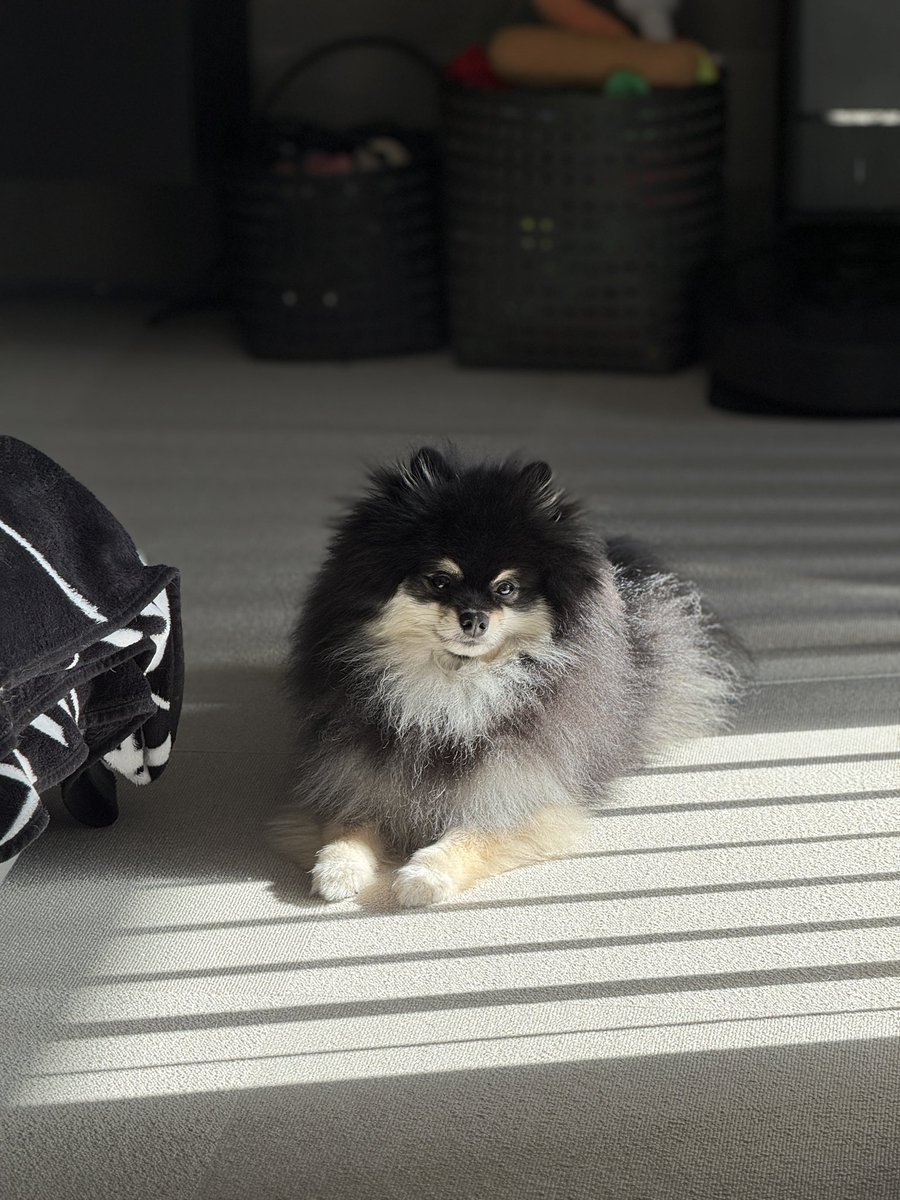 確認ページ♡ポメラニアン チャピシト🧸🍋ポメラニアン (@chappy_1005) / Posts / X