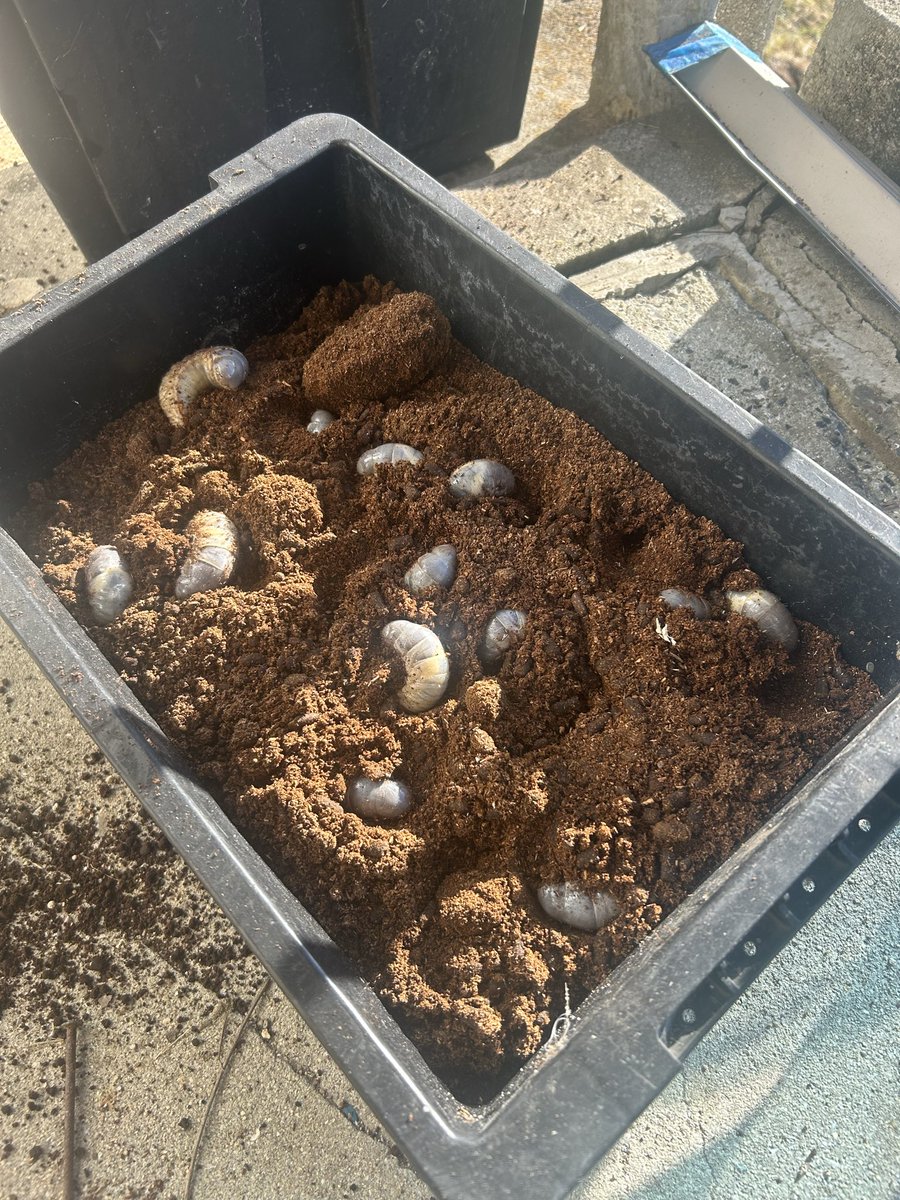 farmbeetle's tweet photo. カブトマットをベランダに置いていたら、野生のカブトムシが産卵したらしく、幼虫がたくさん育っていました…

虫から撤退する予定でしたが、もう少し頑張ります🫠 https://t.co/DCzJFoV25T