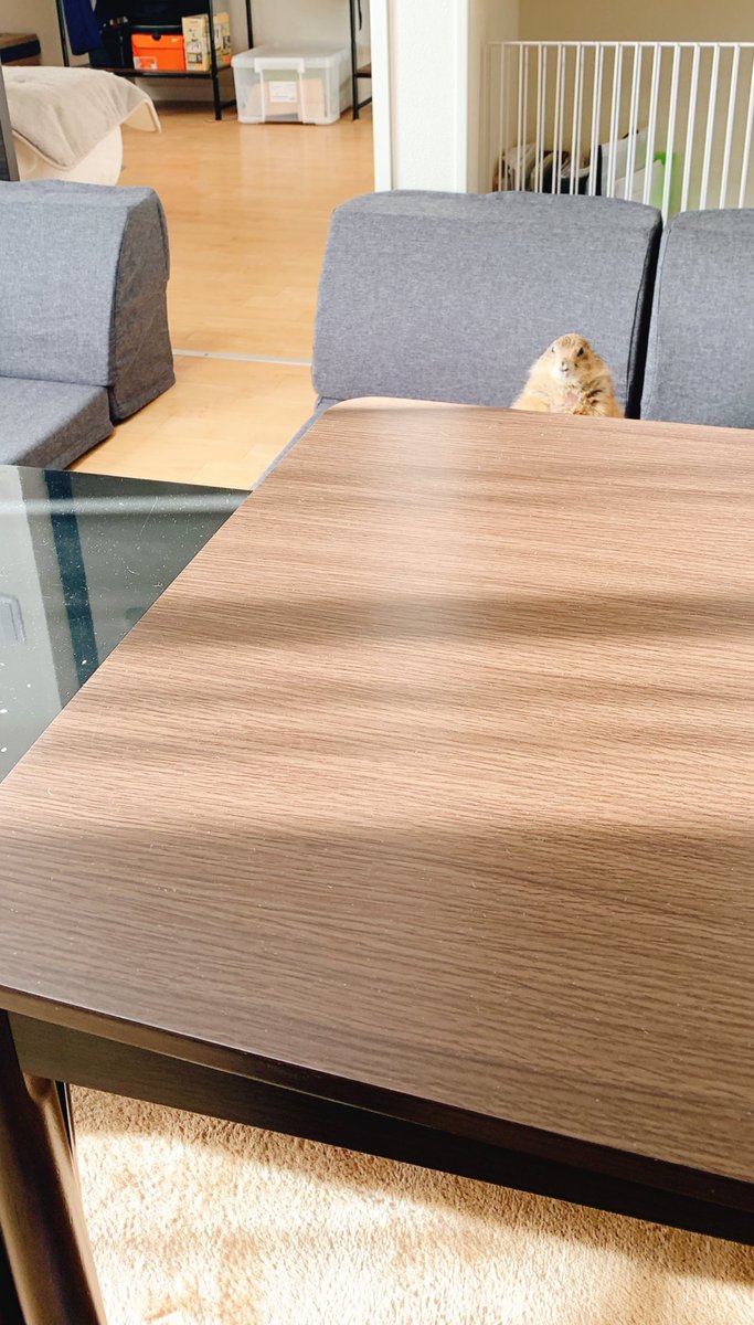 🐿️「私のご飯は？」