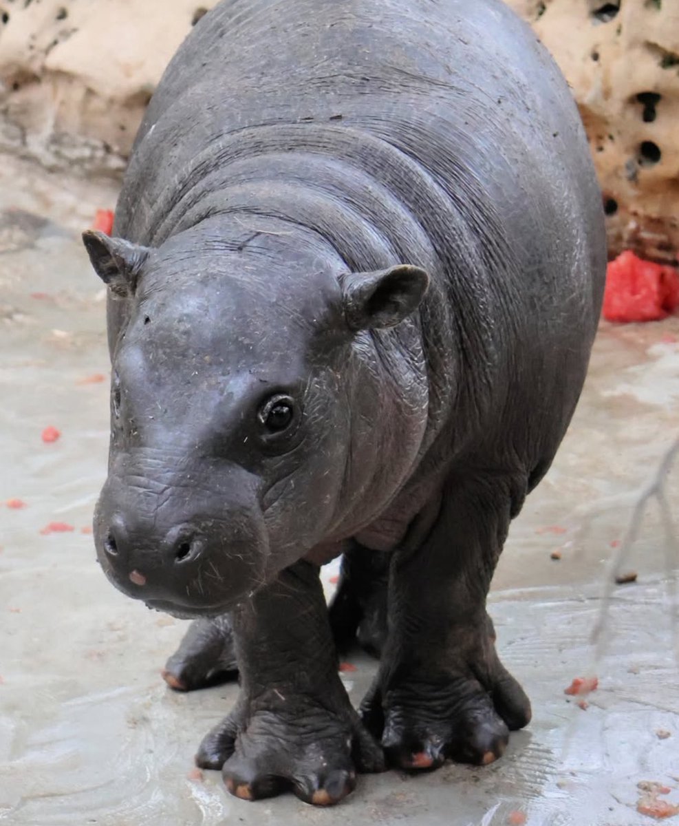 Tread carefully… 

The holiday season feeds me. 

I am becoming spherical.

$MARS 

Cfmo6asAsZFx6GGQvAt4Ajxn8hN6vgWGpaSrjQKRpump