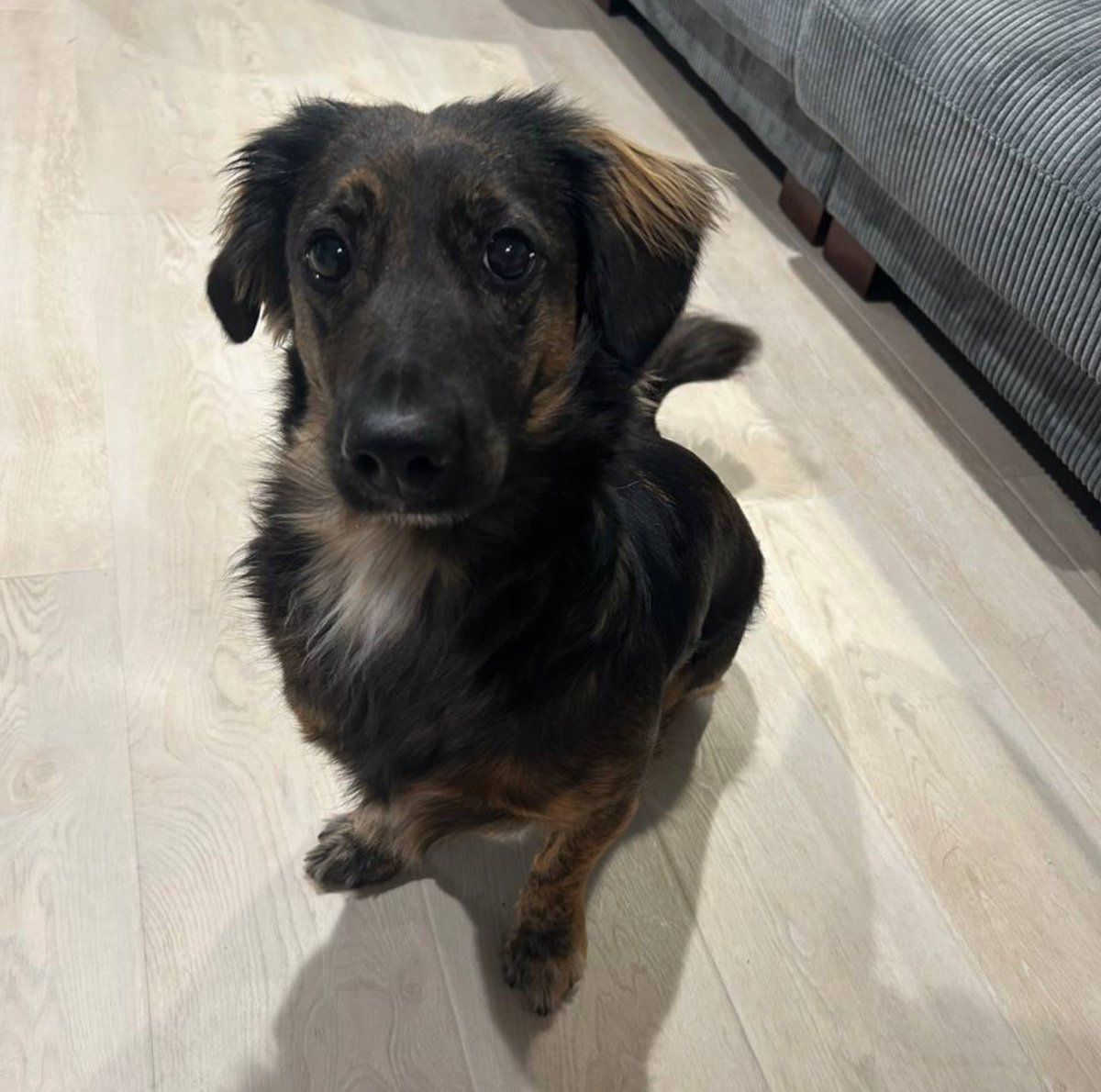 <a href="/amandacvance/">Amanda Vance</a> You must help us promote SMOL on onlyfans so we can donate subscription fees to dog rescues. 

Yes, she is verified on OF 

Choose love over lust