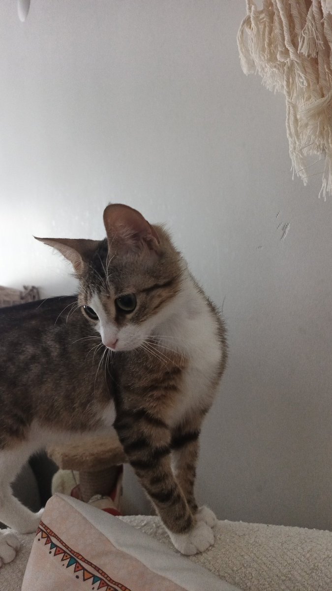 ayvcnr's tweet photo. İstanbul / Sultangazi - Uğur Mumcu mah. 
Lokum’u gören, benzer kedilere rastlayan olursa lütfen iletisime geçsin. 8 Eylülden bu yana kayıp. 
Bulana 10.000 tl ödül verilecektir. 
İletişim: 0530 664 34 22
@HAYTAP_ORG 
@haysevder 
@mutlupatilerapp
@kedilervadisi 
@BagimsizPatiler https://t.co/4ioZQLKoYB
