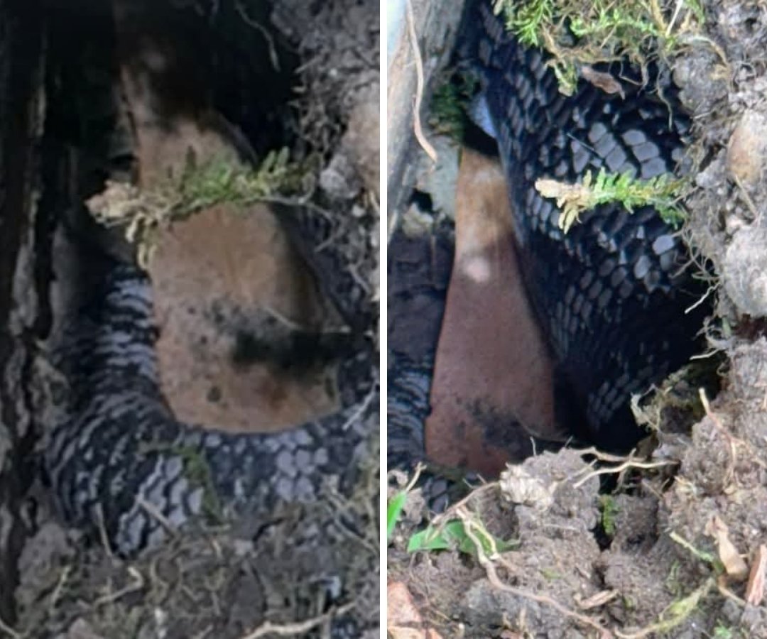 DebC25901621's tweet image. Mid North Coast NSW

This one isn’t a snake, it’s an Eastern blue-tongued lizard (Tiliqua scincoides scincoides), non venomous, but can bite if threatened

#Mod