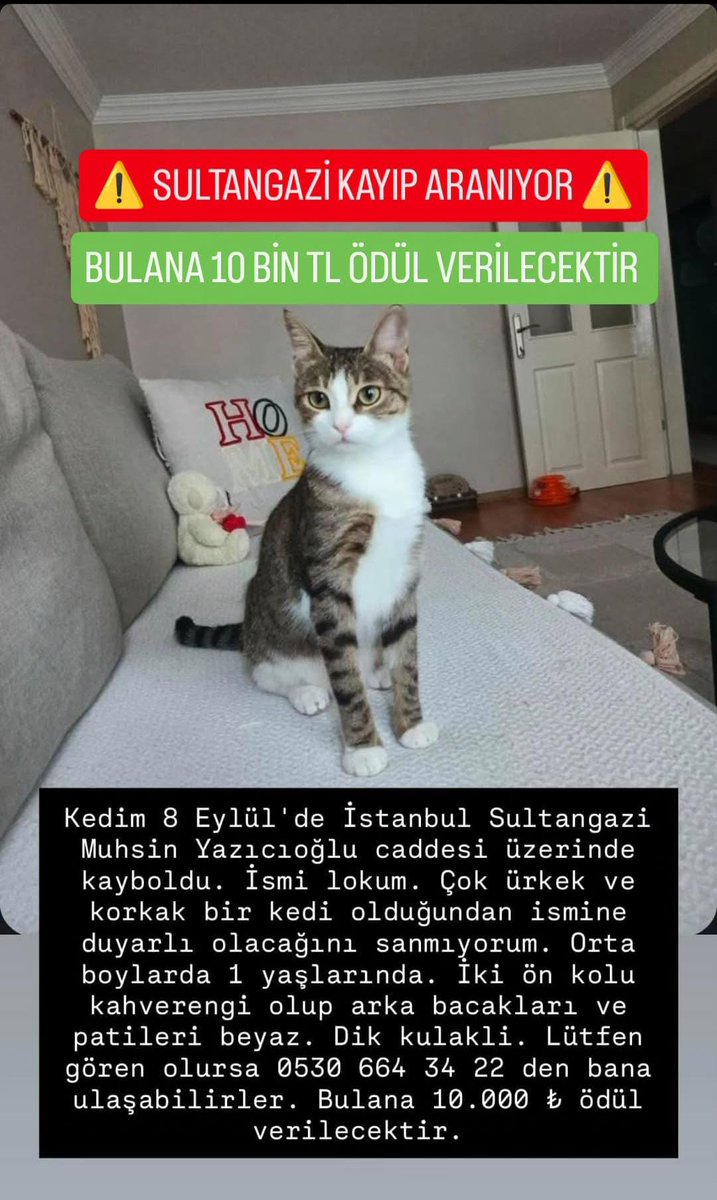 ayvcnr's tweet photo. İstanbul / Sultangazi - Uğur Mumcu mah. 
Lokum’u gören, benzer kedilere rastlayan olursa lütfen iletisime geçsin. 8 Eylülden bu yana kayıp. 
Bulana 10.000 tl ödül verilecektir. 
İletişim: 0530 664 34 22
@HAYTAP_ORG 
@haysevder 
@mutlupatilerapp
@kedilervadisi 
@BagimsizPatiler https://t.co/4ioZQLKoYB