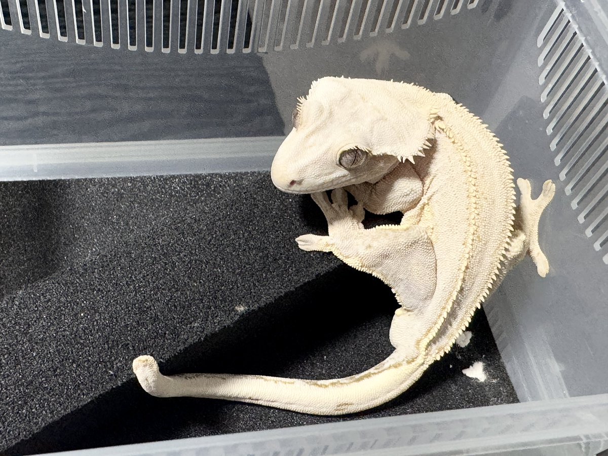 ( ◠‿◠ )ゞ出品ページ Gecko Cafe Buzzoo.ʕ•̫͡•ʔ♬✧ (@Buzzoo_Feb) / Posts / X