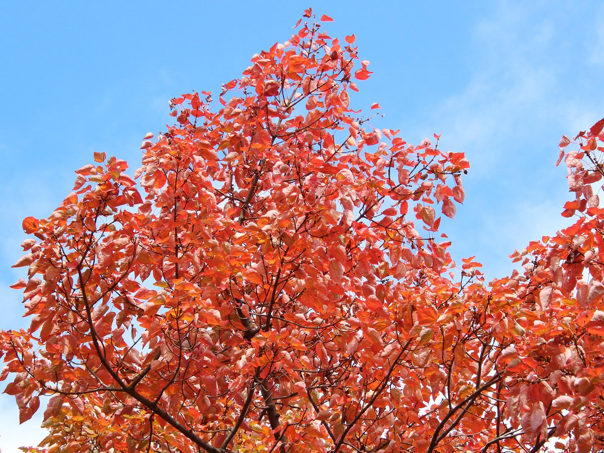 シンボルツリー (@symboltree) • Instagram photos and videos, image size:1200x900