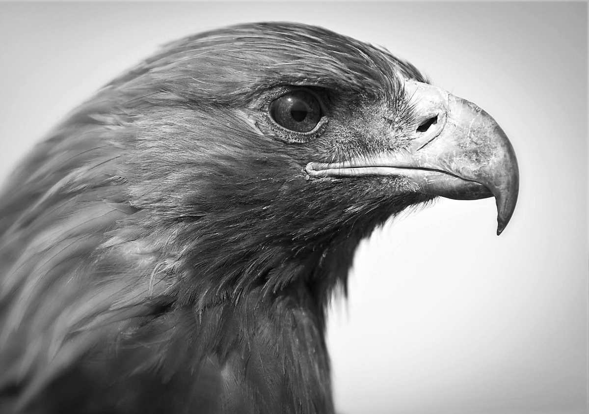 Бүргэд 40 нас хүрэхэд хумснууд нь хэт урт, зөөлөн болж олзоо барьж чадахаа больдог. Хошуу нь хэт урт, махир болж юм идэх боломжгүй болдог. Далавч, цээжнийх нь өд сөд нь хэт өтгөн ургаж нисэхэд нь хүндрэл учруулдаг. Энэ үед бүргэдэд нэг бол үхэх, эсвэл 150 хоногийн маш урт, маш