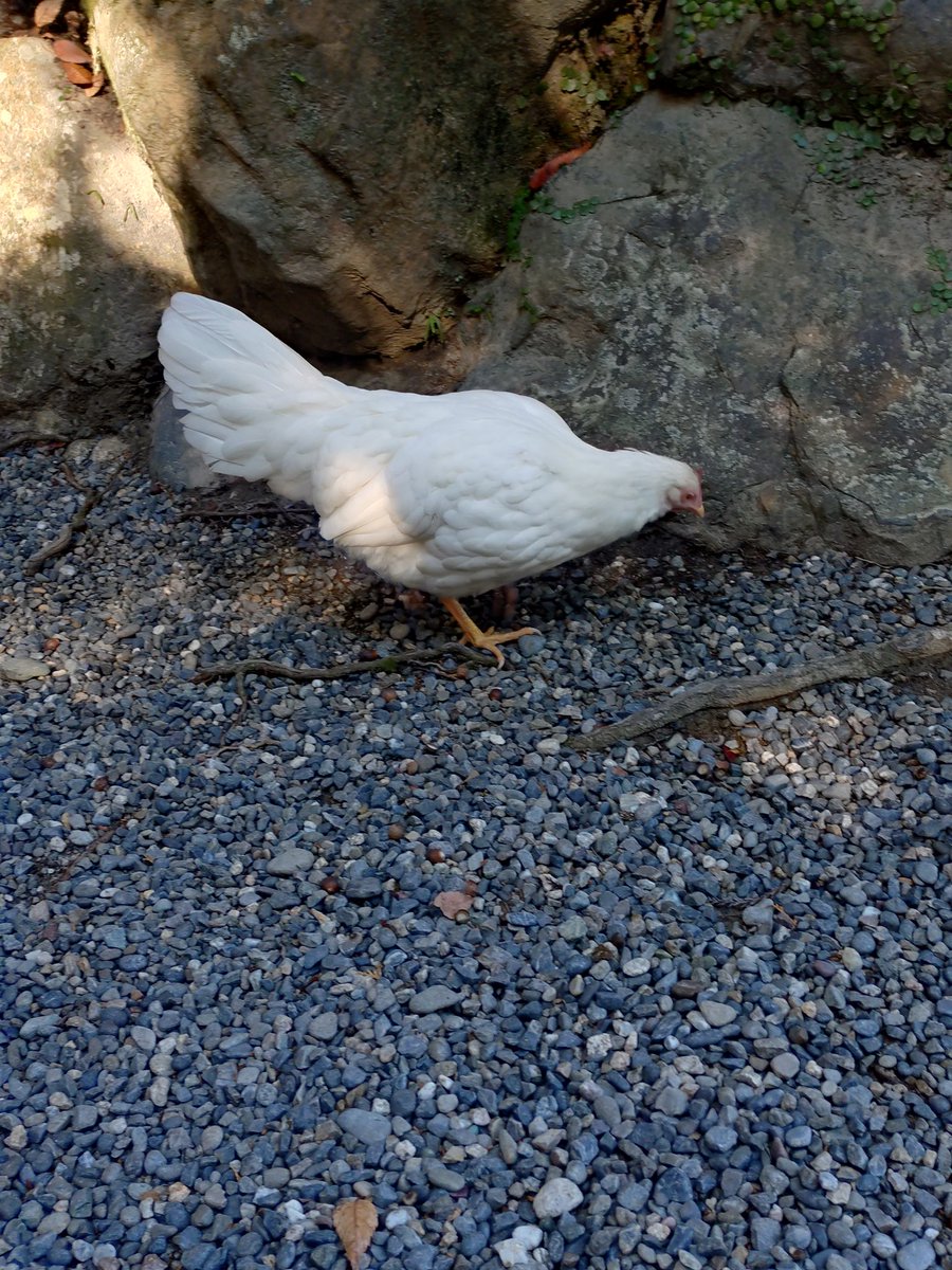 そういえば、山口県下関の中山神社にもニワトリがいたな😌