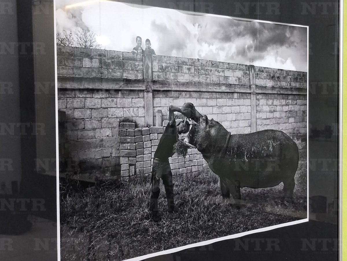ntrzacatecas's tweet image. #Cultura 📸 En la Fototeca Zacatecas fue inaugurada la exposición “Circo”, la cual reúne obras visuales del fotógrafo mexicano Juan Pablo Cardona, quien llevará al espectador a un viaje a las partes más íntimas y nostálgicas del circo.
ntrzacatecas.com/2025/11/circo-…